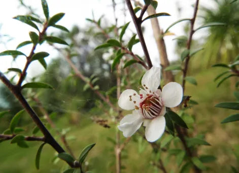 Natūralioji parfumerija: subtilus ir tvarus santykis su gamta ir aromatinėmis substancijomis