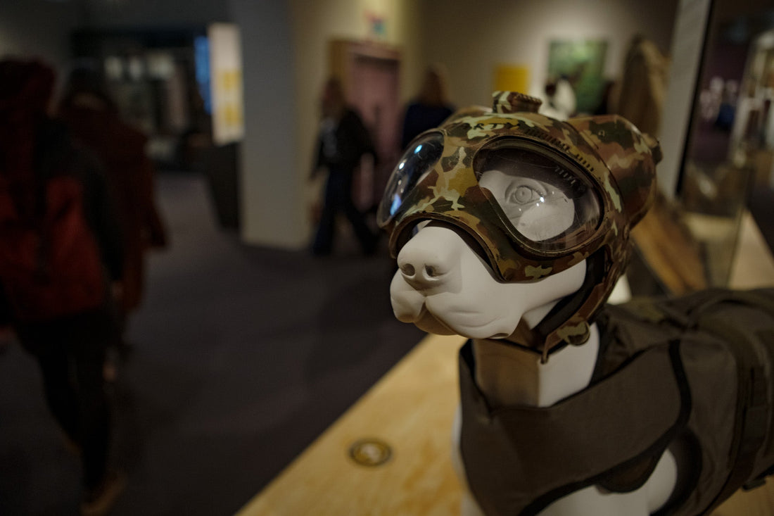 Mūsų mažieji draugai – didieji uostytojai