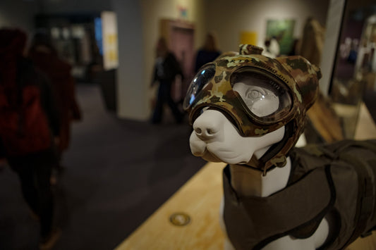 Mūsų mažieji draugai – didieji uostytojai