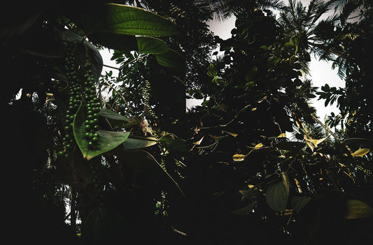 Prieskoniai ir afrodiziakai